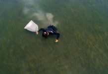 Climate Change: Seagrass restoration speeds recovery of ecosystem services