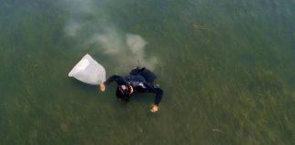 Climate Change: Seagrass restoration speeds recovery of ecosystem services