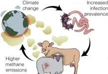 Climate Change: Sicker livestock may increase climate woes