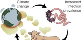 Climate Change: Sicker livestock may increase climate woes