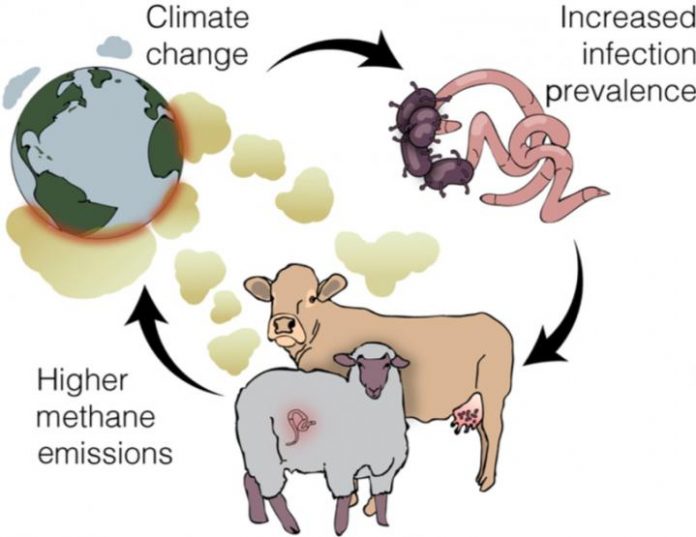 Climate Change: Sicker livestock may increase climate woes