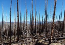 Climate Change: The effects of wildfires and spruce beetle outbreaks on forest temperatures