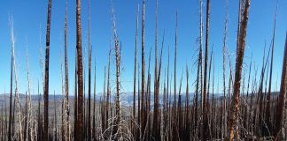 Climate Change: The effects of wildfires and spruce beetle outbreaks on forest temperatures
