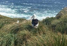 Climate Change: Where will the seabirds go?