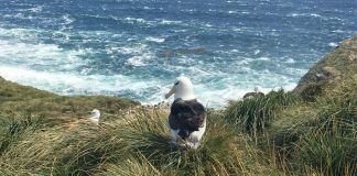 Climate Change: Where will the seabirds go?