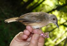 Climate Change: Zoologists uncover new example of rapid evolution – meet the Sulawesi Babblers