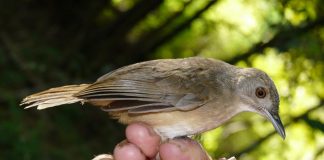 Climate Change: Zoologists uncover new example of rapid evolution – meet the Sulawesi Babblers