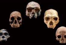Climate change likely drove early human species to extinction, finds new research Climate change likely drove early human species to extinction, finds new research