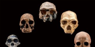 Climate change likely drove early human species to extinction, finds new research Climate change likely drove early human species to extinction, finds new research