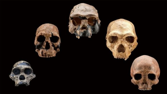 Climate change likely drove early human species to extinction, finds new research