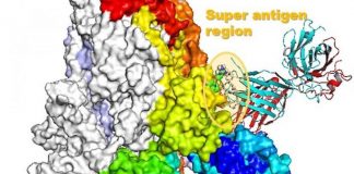 Computer model shows how COVID-19 could lead to runaway inflammation (TDnews)