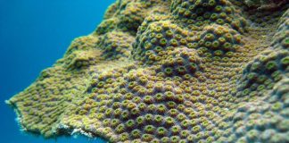 Coral’s resilience to warming may depend on iron