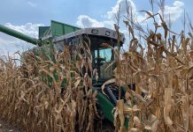 Corn farmers can apply a fungicide just once to protect against foliar diseases (TDnews)