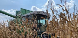 Corn farmers can apply a fungicide just once to protect against foliar diseases (TDnews)