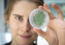 Cyanobacteria as “green” catalysts in biotechnology (TDnews)