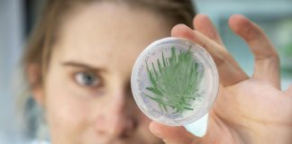 Cyanobacteria as “green” catalysts in biotechnology (TDnews)