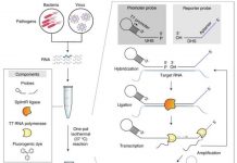 Diagnosing COVID-19 in just 30 minutes (TDnews)