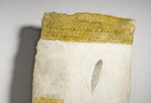 Dinosaur feather study debunked | Science News (TDnews)