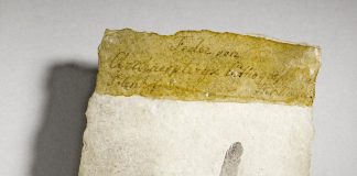 Dinosaur feather study debunked | Science News (TDnews)
