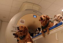 Dog and human brains process faces differently (TDnews)