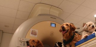 Dog and human brains process faces differently (TDnews)