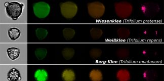 Efficient pollen identification | Science News (TDnews)