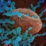 Every COVID-19 case seems different; these scientists want to know why (TDnews)