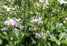 Evolution in action: New Plant species in the Swiss Alps (TDnews)