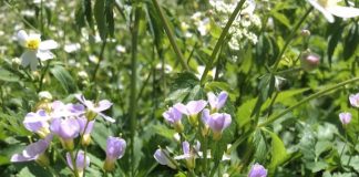 Evolution in action: New Plant species in the Swiss Alps (TDnews)