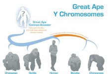 Evolution of the Y chromosome in great apes deciphered (TDnews)