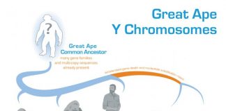 Evolution of the Y chromosome in great apes deciphered (TDnews)