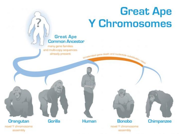 Evolution of the Y chromosome in great apes deciphered (TDnews)