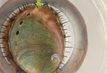 For red abalone, resisting ocean acidification starts with mom (TDnews)