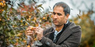 Grant to help researchers prevent apple fire blight in U.S. (TDnews)