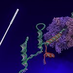 Harvard Wyss Institute’s nasal swab and toehold switch technologies licensed to Agile Biodetection (TDnews)