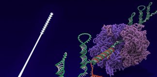 Harvard Wyss Institute’s nasal swab and toehold switch technologies licensed to Agile Biodetection (TDnews)