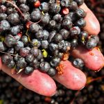 High flavanol diet may lead to lower blood pressure, finds new research High flavanol diet may lead to lower blood pressure, finds new research