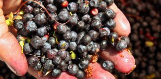 High flavanol diet may lead to lower blood pressure, finds new research High flavanol diet may lead to lower blood pressure, finds new research