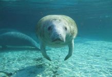 Ice Age manatees may have called Texas home