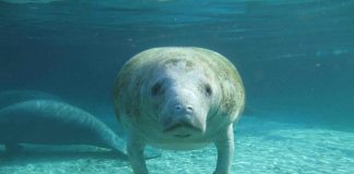 Ice Age manatees may have called Texas home