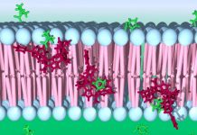 Igniting the synthetic transport of amino acids in living cells (TDnews)