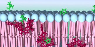 Igniting the synthetic transport of amino acids in living cells (TDnews)