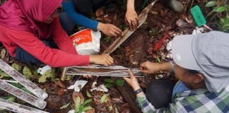 Indonesia’s old and deep peatlands offer an archive of environmental changes (TDnews)