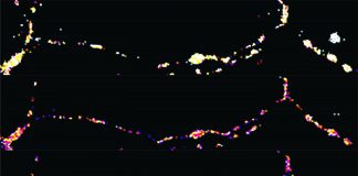 NIH scientists reveal how the brain may fuel intense neural communication (TDnews)