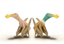 Naked prehistoric monsters! Evidence that prehistoric flying reptiles probably had (TDnews)