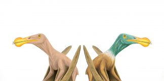 Naked prehistoric monsters! Evidence that prehistoric flying reptiles probably had (TDnews)