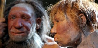 Neanderthal genes may be liability for COVID-19 patients, Researchers Say Neanderthal genes may be liability for COVID-19 patients, Researchers Say