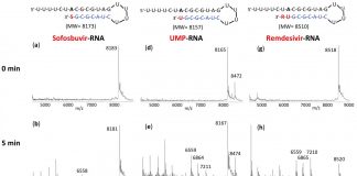 New research supports sofosbuvir in combination with other antivirals for COVID-19 (TDnews)