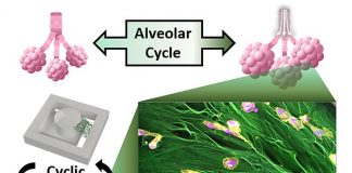 Novel testing platform designed for breast cancer cells (TDnews)