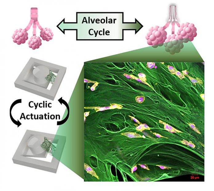 Novel testing platform designed for breast cancer cells (TDnews)